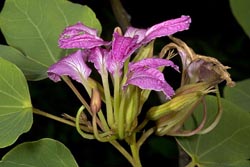 bauhinia macranthera thumbnail graphic